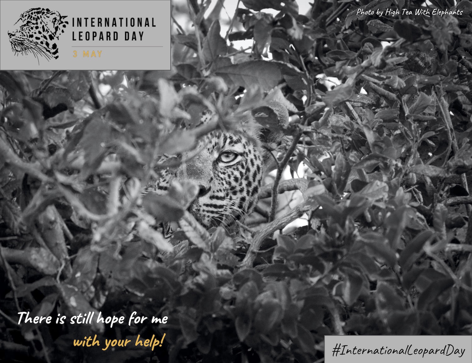 Posters International Leopard Day