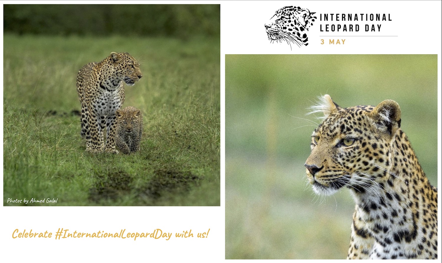 Posters International Leopard Day