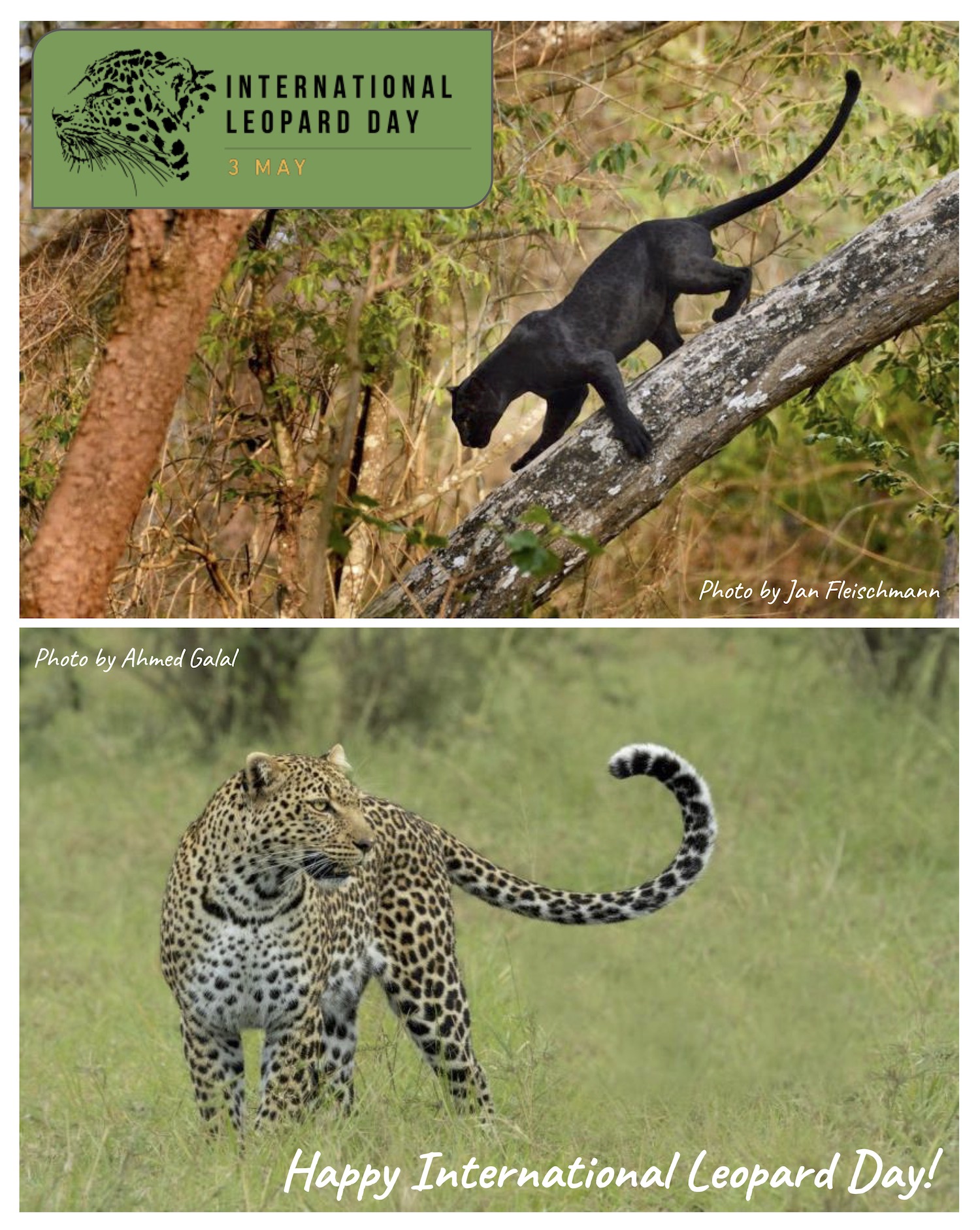 Posters International Leopard Day