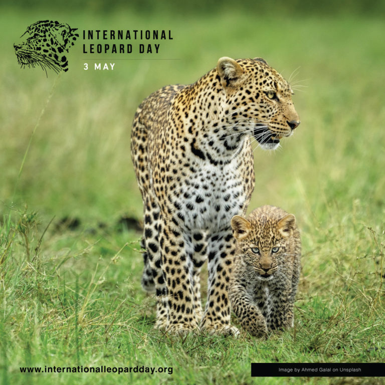 Posters International Leopard Day